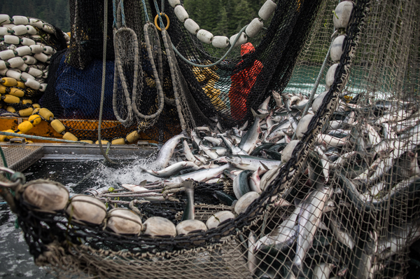 Fishing net filled with freshly caught fish and a person in orange waterproof gear on a boat.