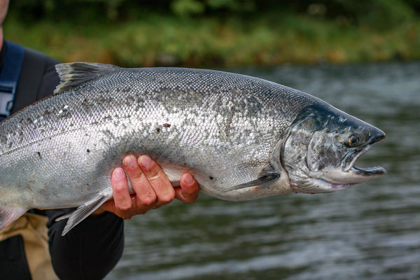 Person holding a large Coho salmon fish with visible scales and open mouth over water background