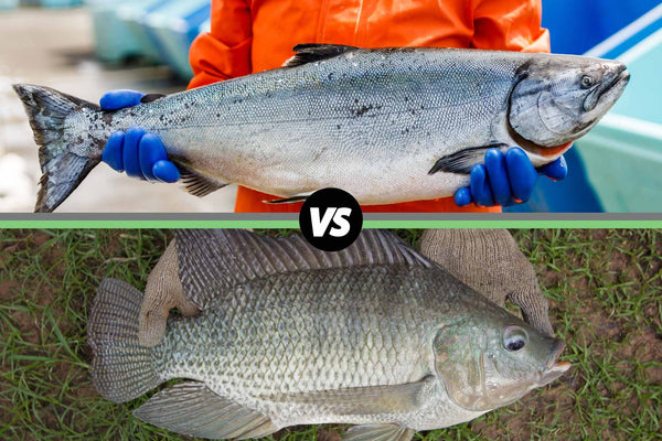 Two fish held by people: a silver salmon above and a gray tilapia below, separated by a 'vs' symbol.