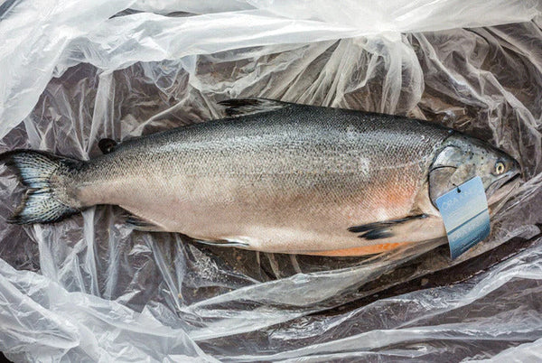 Whole king salmon lying on plastic with blue tag reading ORA attached near its gill