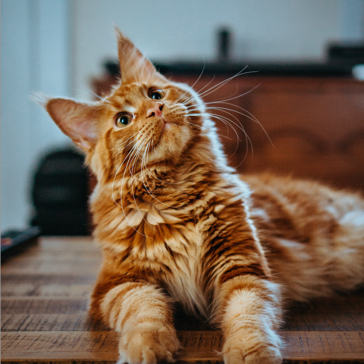Can Cats Eat Salmon Is Salmon Good for Cats Alaskan Salmon Company