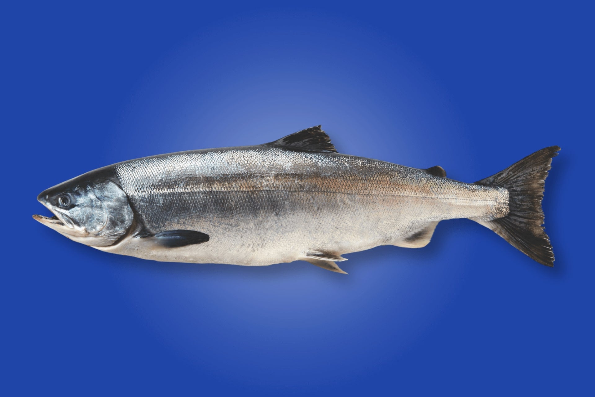 Smoked Chum Salmon, Alaska (Keta) – SupremeFish