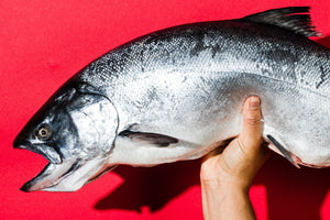 Hand holding a whole silver salmon against a bright red background