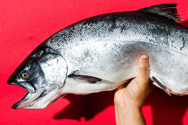 Hand holding a whole silver salmon against a bright red background