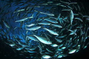School of silver fish swimming underwater in a large group