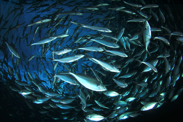 School of silver fish swimming underwater in a large group