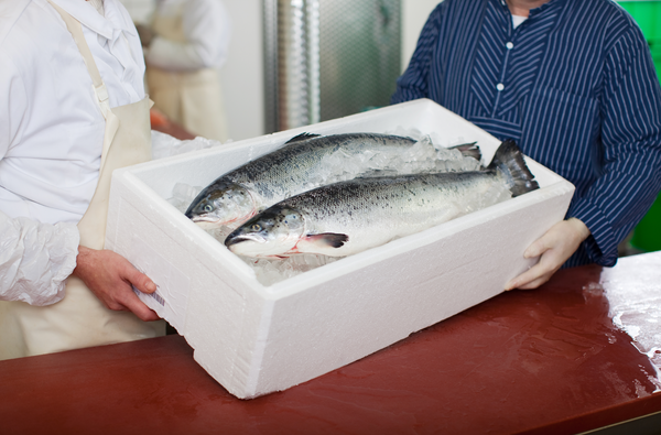 Two whole fish on ice in a white container held by two people in seafood processing attire