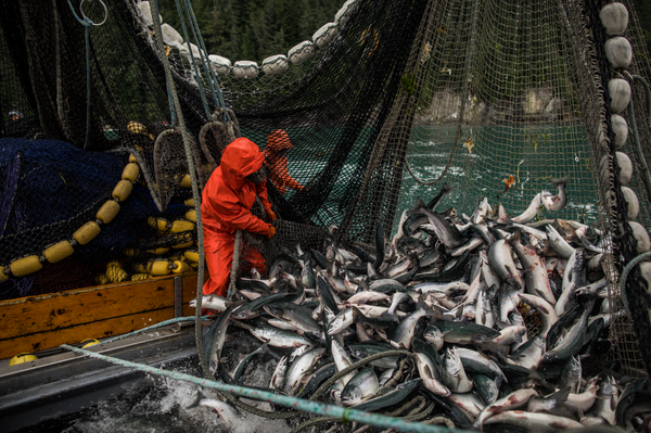 Fishermen in orange rain gear handling a large catch of salmon in nets on a fishing boat.