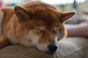 Close-up of a sleeping brown dog resting on a couch cushion.