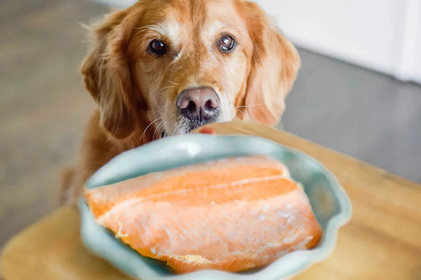 Golden retriever sniffing a raw salmon fillet in a shallow dish on a wooden table
