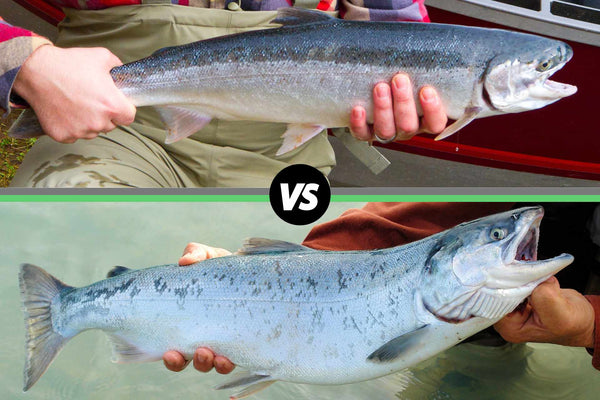Comparison of a steelhead trout held by hands above and a salmon held by hands below with a 'VS' label between them