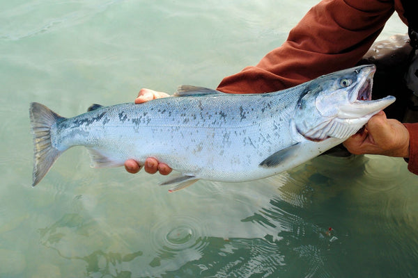 Person holding a silver salmon over water, showing the fish's side and open mouth