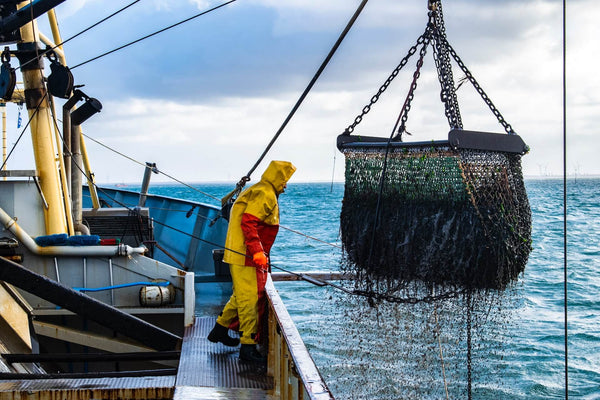 Fisherman in yellow rain gear on boat lifting large net over ocean