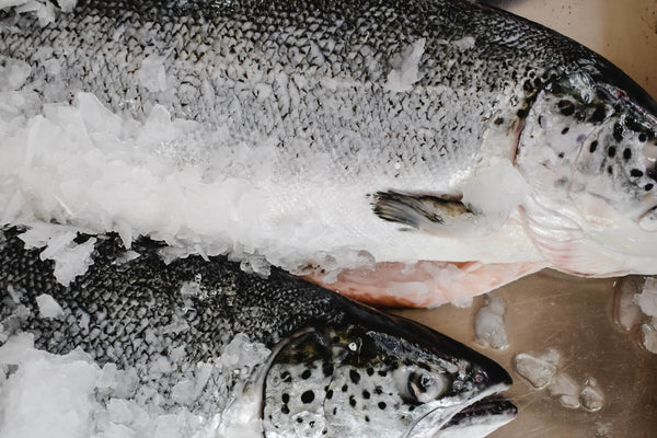 Two whole salmon fish on ice, showing their heads and scales in detail.