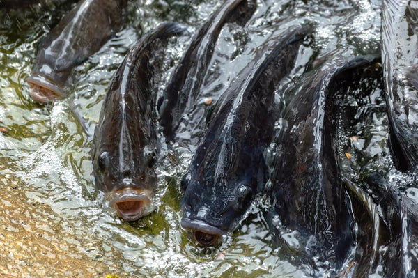 group of dark-colored catfish with open mouths at water surface