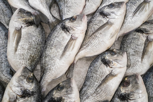 Fresh whole fish on ice at a market or seafood display
