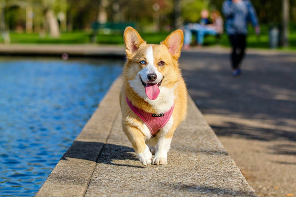 Corgi dog with one blue and one brown eye wearing a pink harness walking on a stone path beside water