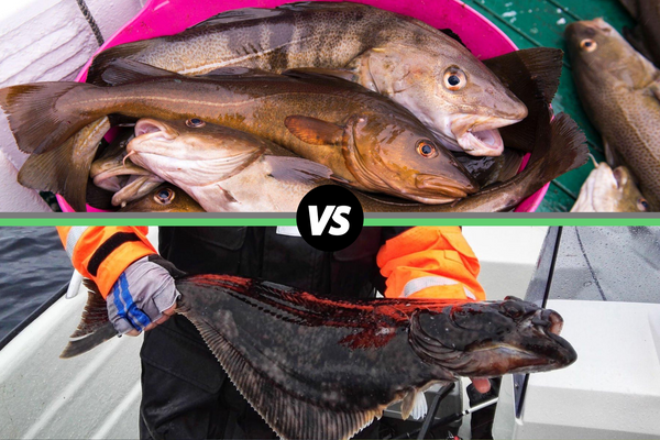 Multiple haddock fish in a bucket above, person holding a halibut fish below with a 'VS' symbol between