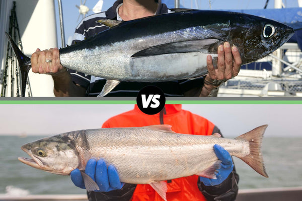 Person holding a tuna fish above and a person in orange holding a salmon fish below with 'VS' text between