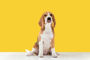 Beagle dog sitting on white surface with yellow background