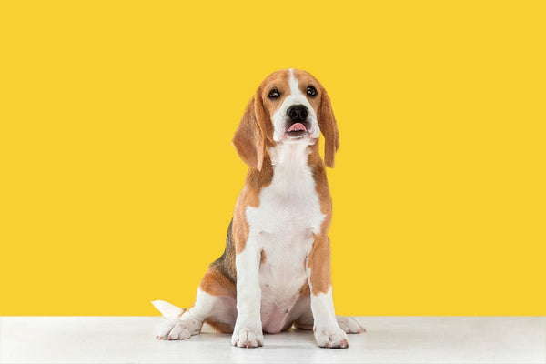 Beagle dog sitting on white surface with yellow background