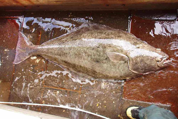 Top-down view of an Atlantic halibut whole fish showing its flat, diamond-shaped body and both eyes on one side on a wet boat deck