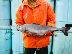 Person in orange raincoat labeled GRUNDENS holding a whole cod horizontally, stacked blue fish bins behind