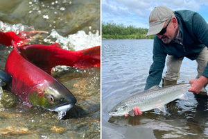 Left: bright red sockeye salmon on streambed; right: silver Atlantic salmon held by an angler over shallow water.