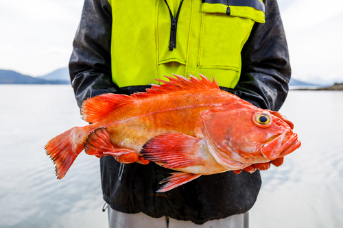 Alaskan Rockfish: Nutrition, Taste & Sustainability
