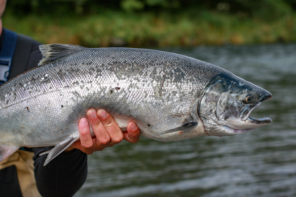 What is Coho Salmon?