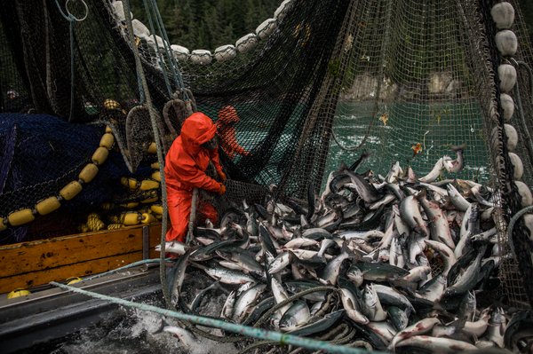 Top Places to Get Your Sustainable Salmon From