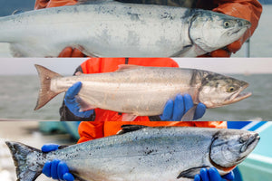 coho vs sockeye vs king salmon