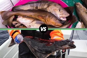 haddock vs halibut