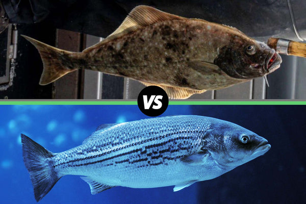 halibut vs sea bass