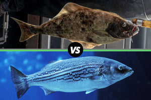halibut vs sea bass