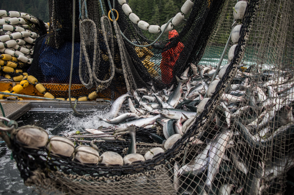 Sustainable Seafood: What It Is and How to Choose