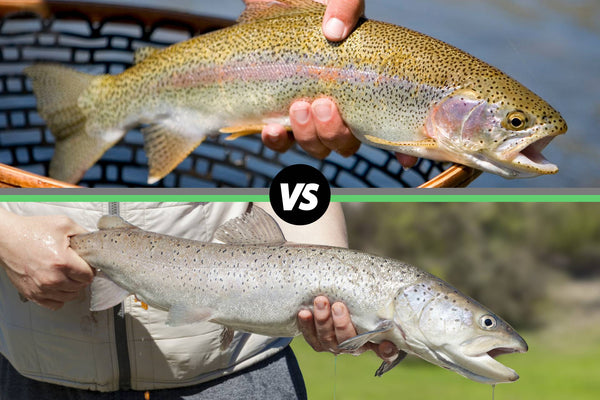 trout vs salmon