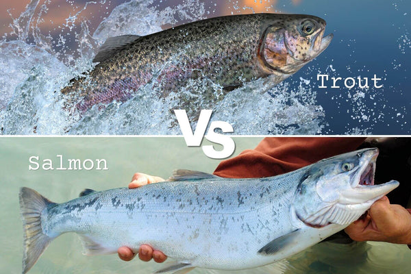 Trout vs Salmon: More Alike Than Different?