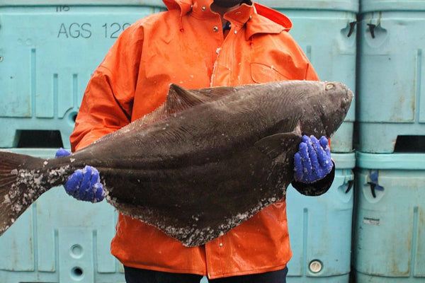 a fisherman holding a halibut