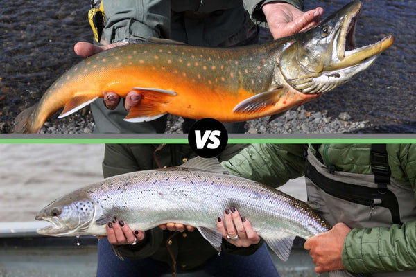 arctic char vs salmon