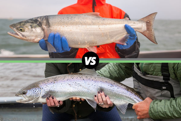 atlantic vs sockeye salmon