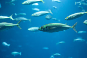 fish in blue depth underwater motion