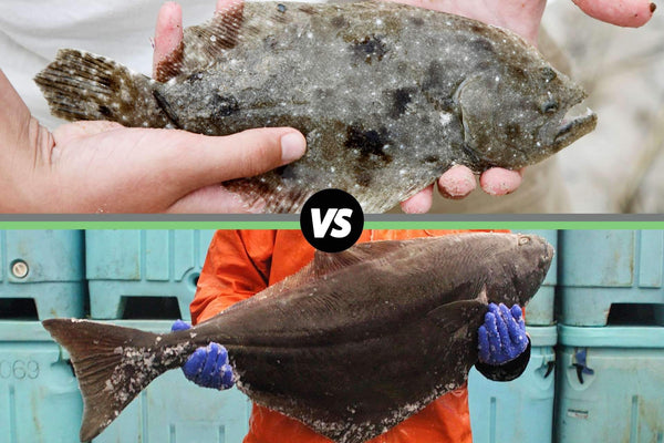 halibut vs. flounder