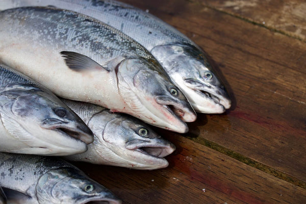 salmon life cycle